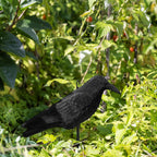 Navaris Crow Statues Set of 2 | Black Crow Bird Figures for Halloween & Garden Decor | Standing or Hanging | 15 x 5 x 4.3" | Full Master Case of 6